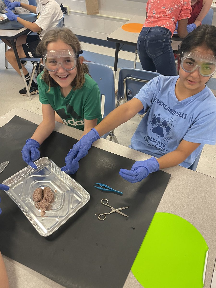 MsLinehanBMES's tweet photo. 5th grade finally got what they’ve wanted all year…to dissect a sheep’s brain. Such a fun way to end the school year. @ModedraBMES https://t.co/mIvITyxfCU