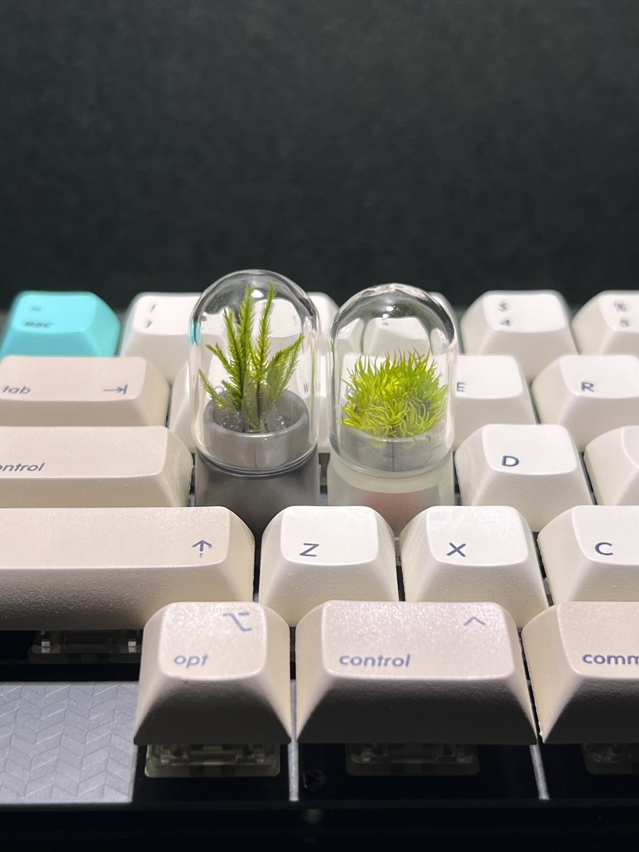 ogom (@ogomr) on Twitter photo キーボードに水気のキーキャップを使うのに抵抗があるなら、水やり不用のプリザーブドの苔テラリウムもあります。
この2つは <a href="/thedeck_jp/">The DECK(ザ デッキ)- 大阪のコワーキングスペース -</a> さんの入り口付近に展示させて頂いています。
#植物のある暮らし
#苔のある暮らし キーボードに水気のキーキャップを使うのに抵抗があるなら、水やり不用のプリザーブドの苔テラリウムもあります。
この2つは <a href="/thedeck_jp/">The DECK(ザ デッキ)- 大阪のコワーキングスペース -</a> さんの入り口付近に展示させて頂いています。
#植物のある暮らし
#苔のある暮らし