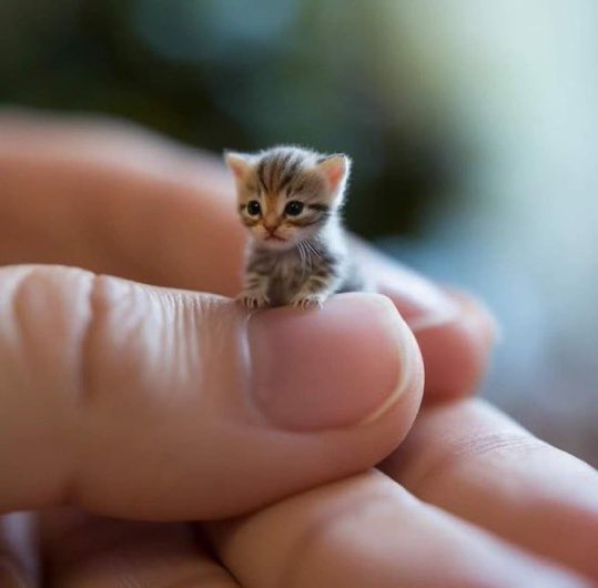 Tiny cattawin 🤏🏼🐈