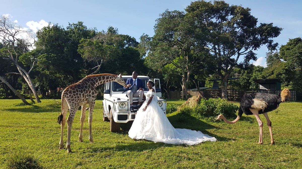 We know that weddings can go past in a blur, which is why location is important. For a truly adventurous addition to a day that will no doubt already be unforgettable, why not visit @UWEC_EntebbeZoo, and get to experience a #BehindtheScenes encounter!

#VisitUganda #PearlOfAfrica