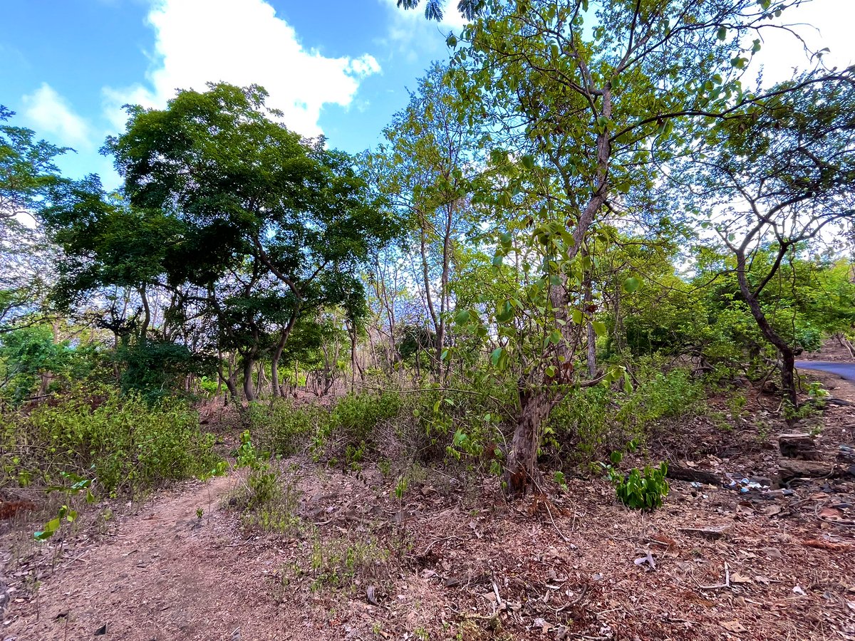ameya91's tweet image. Weather app “Feels like 36C” 💀 
Still I don’t hate it, embracing it!!!

#chasingTheSun #runnersOfTwitter #runchat #runnect #admireYourself #fitIndiaMovement