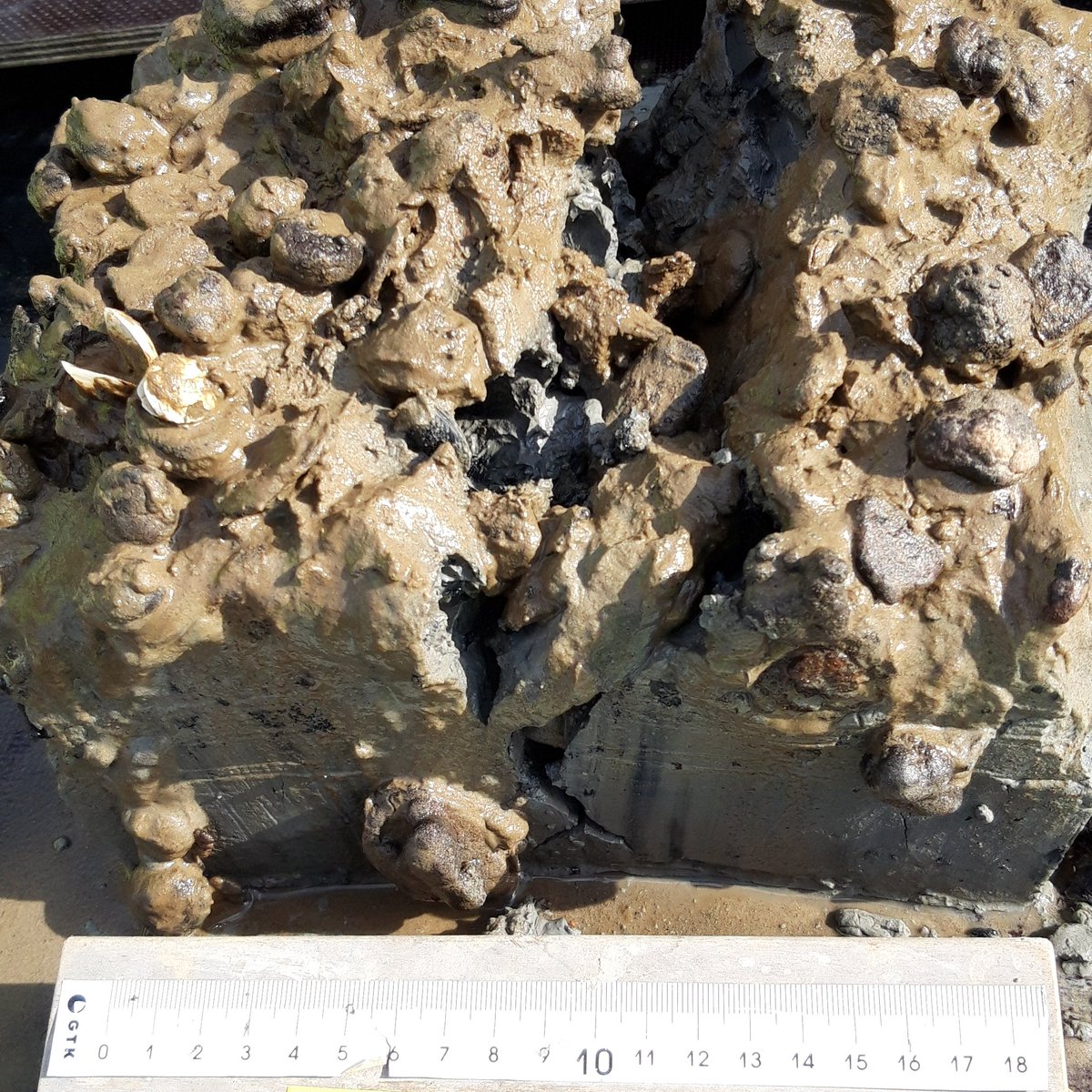 jvirtasa's tweet photo. New sailing season and new #ferromanganese samples!
We study the long-term variability of the Baltic Sea ecosystem and seafloor conditions, and how climate change affects ferromanganese concretions
@SuomenAkatemia #Fermaid project
#FeCoVERY project
@GTK_FI #marinegeology #Geomari https://t.co/ryL5lqzSB8