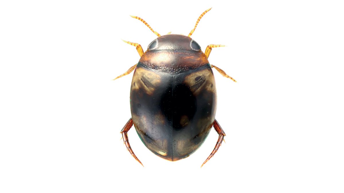 #NewSpecies
New diving beetle from Thailand just dove by:

Microdytes jeenthongi

Treatment: treatment.plazi.org/id/D3B3AE52-D1…
Publication: doi.org/10.3897/zookey…
@ZooKeys_Journal @catalogueoflife @entomologyArt @ColeopSoc @EntsocAmerica
#FAIRdata
#nature #biodiversity #conservation #bugs