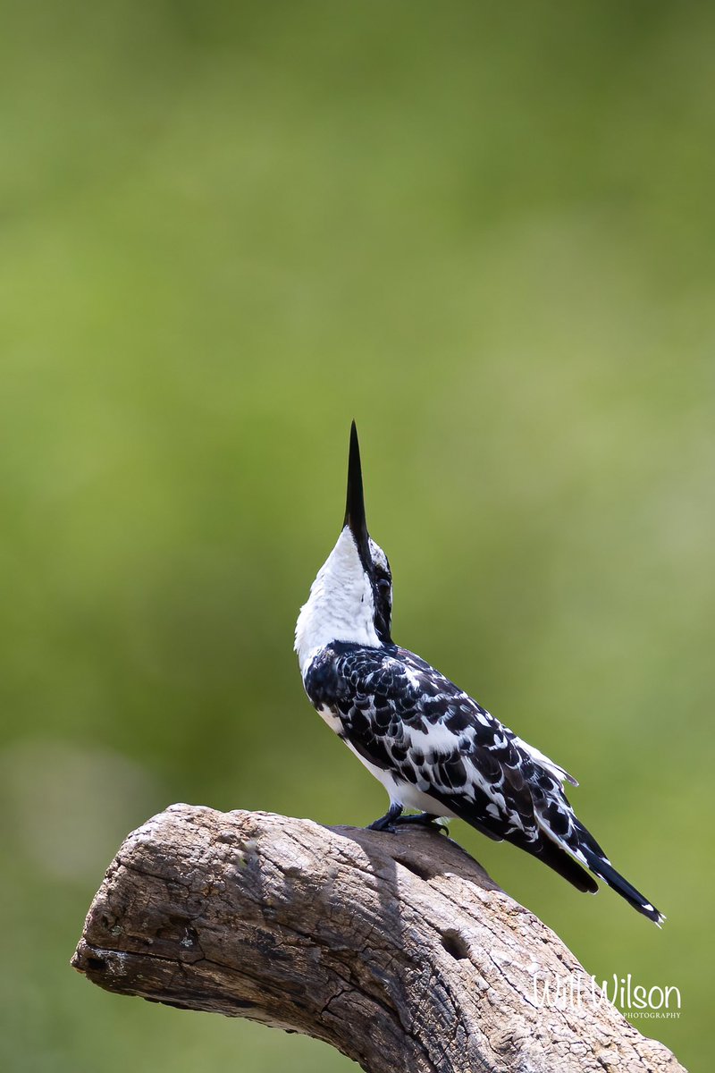 2wsphotography's tweet photo. A male Pied Kingfisher looking for threats from above… Photographed @UmusambiV in #Kigali #Rwanda #RwOT #BirdsSeenIn2023 #TwitterNatureCommunity https://t.co/ku1u9je1mz