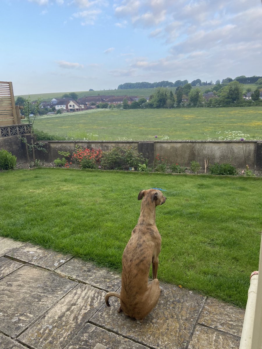 Michael Caulfield MSc tweet media