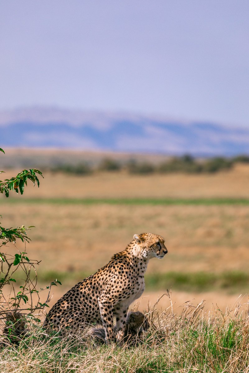 While in Kidepo Valley National Park, you will have high chances of spotting the fastest wild animal- cheetah in its natural habitat. visit bestugandasafari.com/parks/kidepo-v… to find out more  about what the park offers. #UgandaSafaris #VisitUganda #ExploreUganda #Cheetah #BestUgandaSafaris