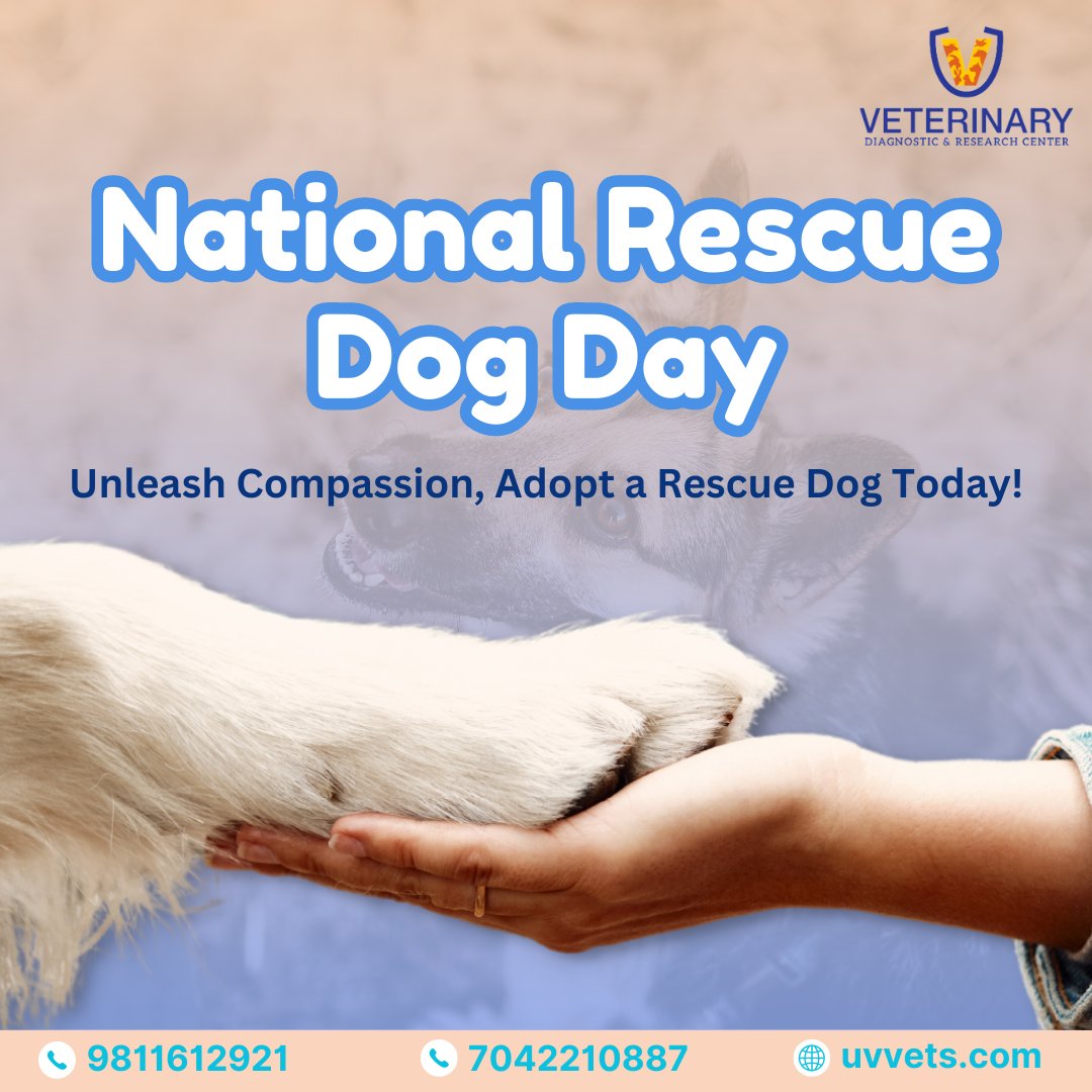 Celebrate Love, Give a Rescue Dog a Forever Home!

#pets #vets #petsnoida #petlovers #petlover #noidapets #petowners #petownersofinstagram #dogsofinstagram #dogsgram #doglovers #doglover #cats #catlover #catsgram #petservices #petservice #petcare #petcarenoida