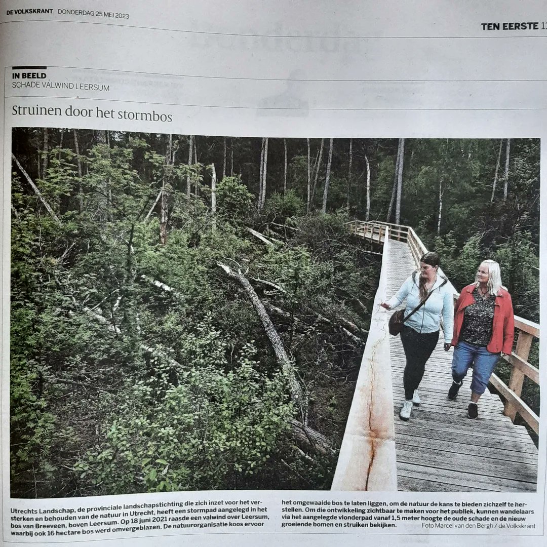 Stormpad
Zou het hout van het vlonderpad 
over het bos in Breeveen 
naar zijn eigen geschiedenis kijken?
#valwind #Leersum #stormpad #dichteropdeheuvelrug <a href="/gem_heuvelrug/">Utrechtse Heuvelrug</a> #utrechtslandschap #marcelvandenbergh <a href="/de_volkskrant/">neuznavaemaya</a>