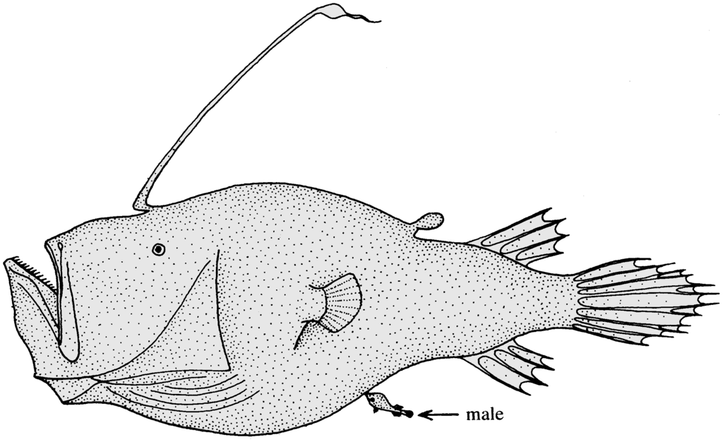 MikaWeiz's tweet photo. In alcune specie di rane pescatrici, i maschi sono semplici sacchetti di carne senza apparato digerente, che si attaccano alla femmina conducendo una vita parassitica e producendo sperma come unica attività autonoma. 

#DisformismoSessuale https://t.co/dCgLxQJ1PN