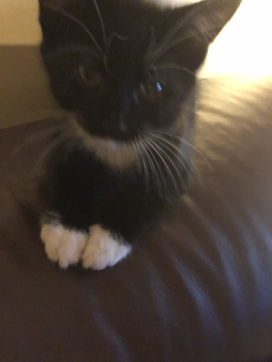 Good morning my beautiful gorgeous fluffy pals Flynn wishing you all a wonderful throwback Thursday hope you are all doing well sending lots of love prayers for sick kitties dogs and hoomans prayers for Ziggy and Ukraine🙏look after each other love you lots 💕💕