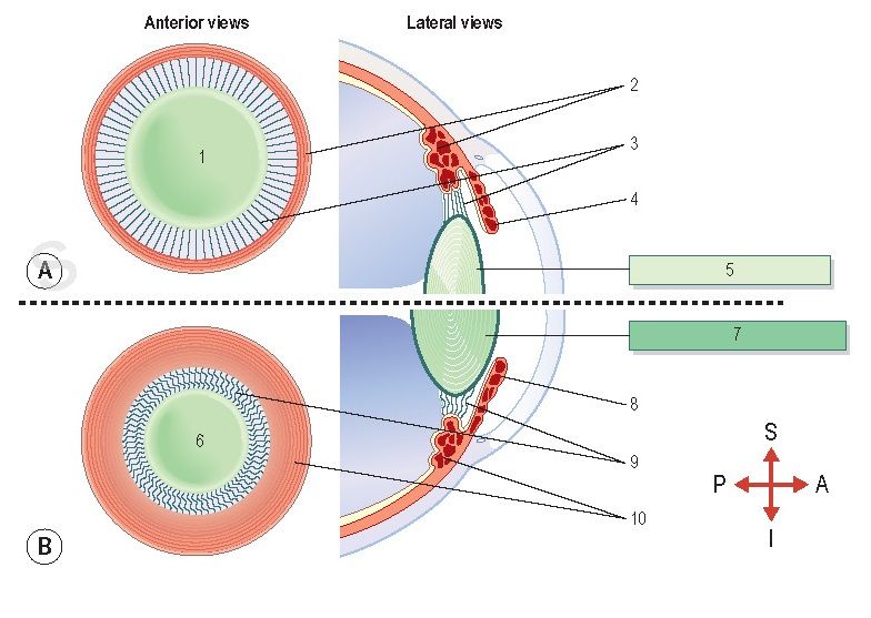 4. #Pseudomyopia: A temporary condition that mimics myopia. Unlike true myopia, it's caused by factors unrelated to the eyeball's shape.

Pseudomyopia occurs when the ciliary muscle contracts excessively, shifting the focal point of light in front of the retina

Photo-Optography