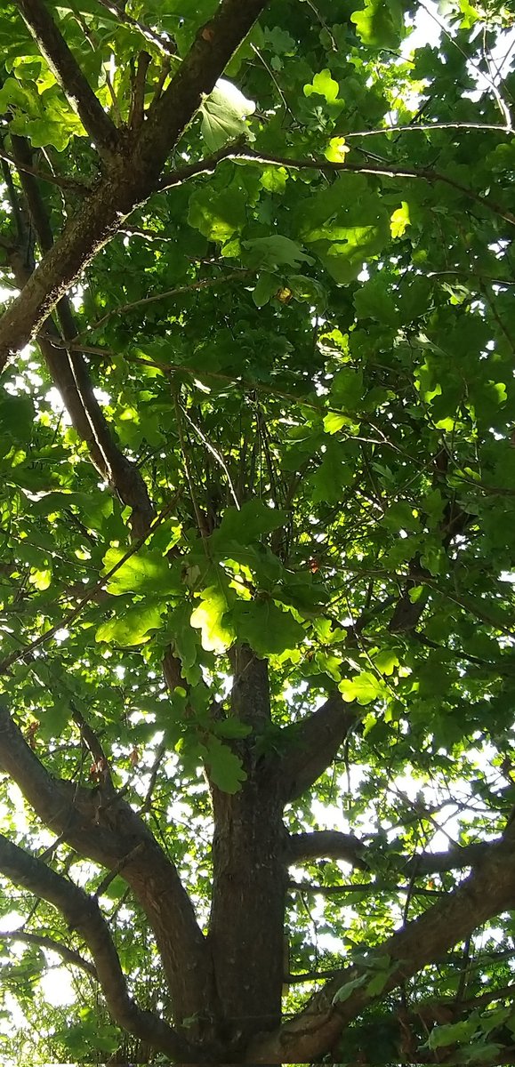Good morning, #5amwritersclub and #WritingCommunity! Hope you're all enjoying happy #thursdayvibes. Doing my #editing underneath this beautiful #oak today. Soaking up warmth and flittering spring odors. 

#scifi #SFF #amwriting #amediting #trees