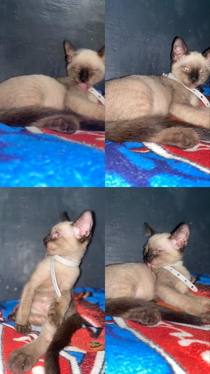 Baby kitkat❤️❤️ #SIAMESE #cat #pet #fypage