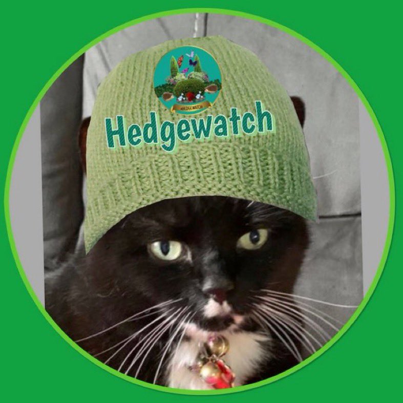 #HWMemorylane my first Hattie back in 2021 #Hedgewatch #cats #CatsofTwtter #CatsOnTwitter