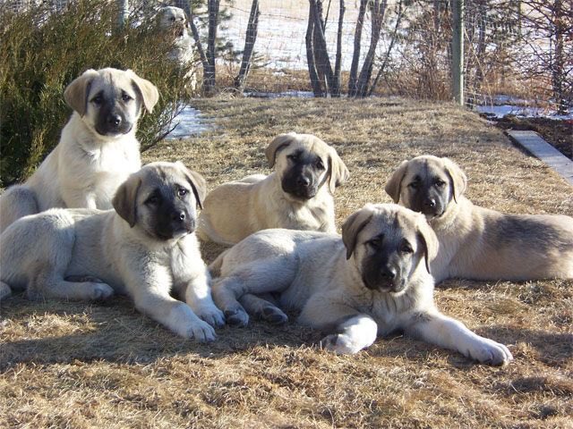 PuppyFindEurope's tweet photo. 🐾🐶 Kangal puppies: black-masked bundles of joy! 😍❤️ Get ready for some serious cuteness overload! 🐾💕 #KangalPuppies #Adorable #CutenessOverload 🐶❤️🐾 https://t.co/mT9xVgAgxo
