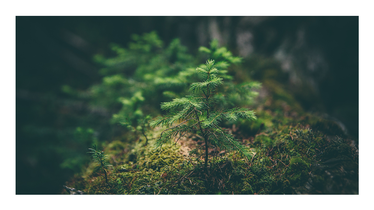 Alamme istuttamaan alumneillemme puita.🌲

<a href="/LahdenKaupunki/">Lahden kaupunki / City of Lahti</a> on osoittanut alumnien metsälle alueen, jonne istutetaan huomenna ensimmäiset puuntaimet opiskelijoiden ja valmistuneiden voimin. Taimet on lahjoittanut <a href="/IskuSuomi/">Isku Koti</a>.

→ Lue lisää: lab.fi/fi/uutiset/val…

#LABfinland