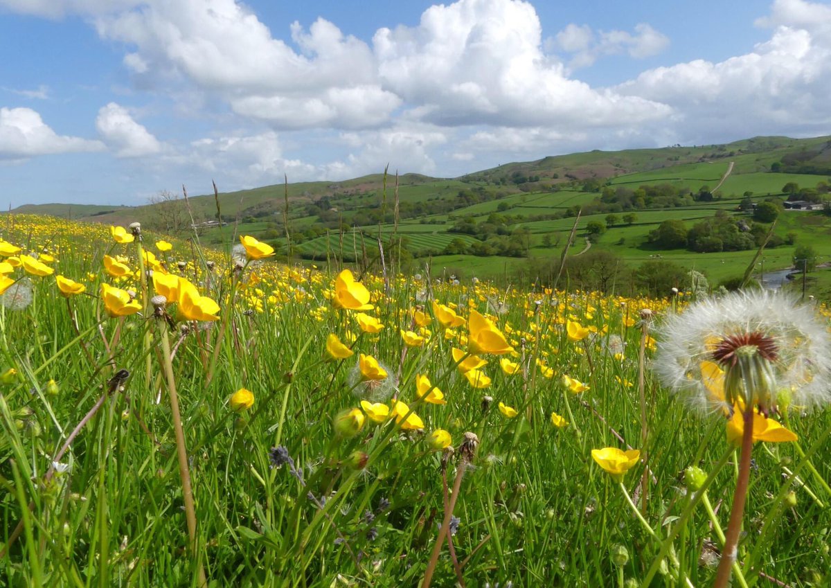 CottagePippins's tweet image. This is what happens when you allow nature to flourish. We are proud and excited to see the results this spring now that we no longer allow our neighbour’s sheep to graze our fields. See the contrast, surrounded by sterile, sheep grazed fields. #rewilding #midWales