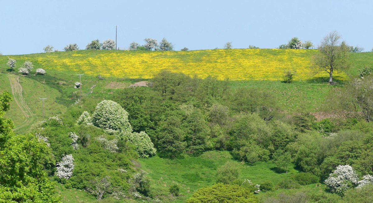 CottagePippins's tweet image. This is what happens when you allow nature to flourish. We are proud and excited to see the results this spring now that we no longer allow our neighbour’s sheep to graze our fields. See the contrast, surrounded by sterile, sheep grazed fields. #rewilding #midWales