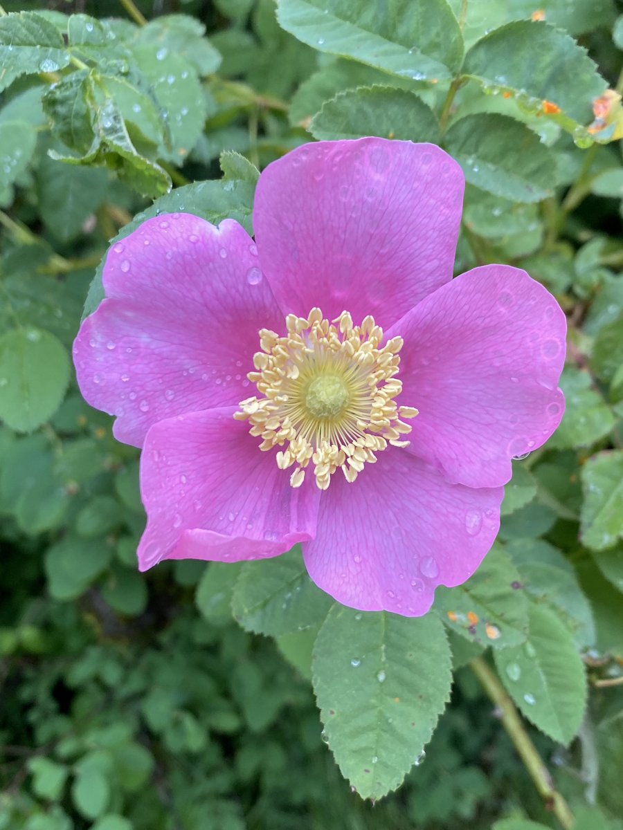 Wild rose.