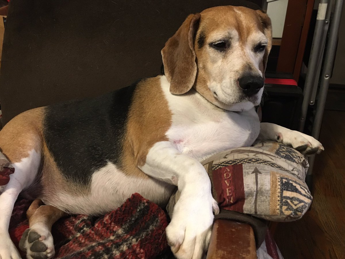 CaldecZoo's tweet photo. It’s the birthday snoot!
#beagle https://t.co/cqTicl0q2n