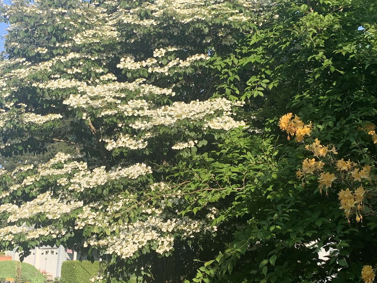 kathymichelle's tweet photo. On my walk with Sugar fragrant dogwood - I think.
#getoutside #PNWspring https://t.co/98NqKLaNQd