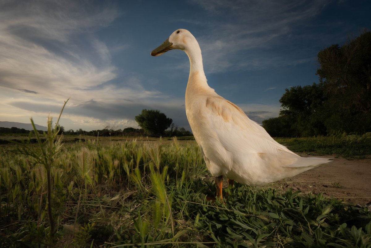 may you enjoy this day

(retweet to send a treat live.dashducks.tv)