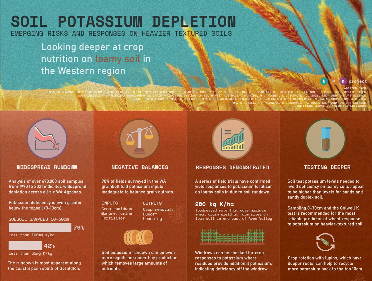 "A deficiency can slip under the radar" | Hear from Prof Richard Bell and CSBP's James Easton from the #NPKproject on why testing soil to 30cm and checking windrows can help optimise yields and fertiliser programs as K levels decline across WA 📰➡️  bit.ly/k-loamy