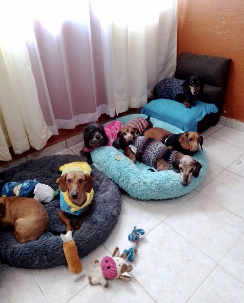EscuadronSalchi's tweet photo. Amigos no hemos completado aún para el alquiler del cuartel de mayo, ya se vencieron 4 días.  Nos faltan 20 padrinos de $50 pesitos, pues pagamos $3500.
 ¿nos dan una patita?🐾 

BBVA 
Tarjeta: 4152 3134 2721 7158
CLABE: 012180015019545666
a nombre de Yadira Pablo Olvera 
Gracias https://t.co/70y0tFca2b