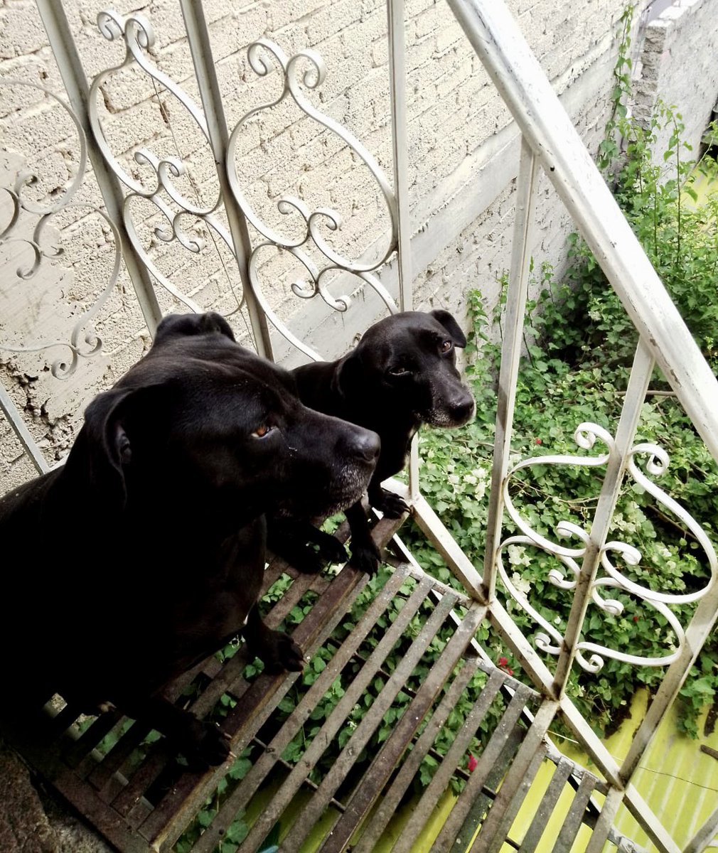 EscuadronSalchi's tweet photo. Amigos no hemos completado aún para el alquiler del cuartel de mayo, ya se vencieron 4 días.  Nos faltan 20 padrinos de $50 pesitos, pues pagamos $3500.
 ¿nos dan una patita?🐾 

BBVA 
Tarjeta: 4152 3134 2721 7158
CLABE: 012180015019545666
a nombre de Yadira Pablo Olvera 
Gracias https://t.co/70y0tFca2b
