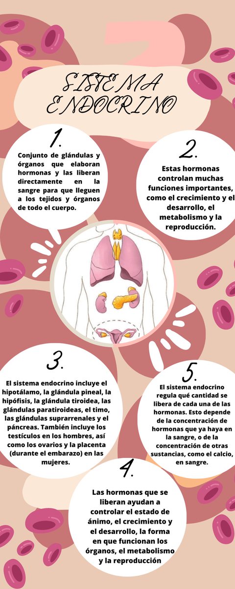 FISIOLOGÍA #sistemaendocrino