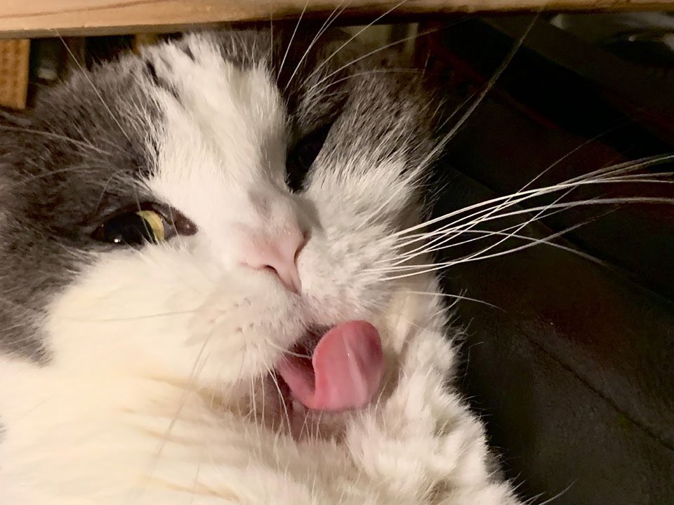 顔バグってるね

andpremium.jp/column/shirasu…

#猫変顔