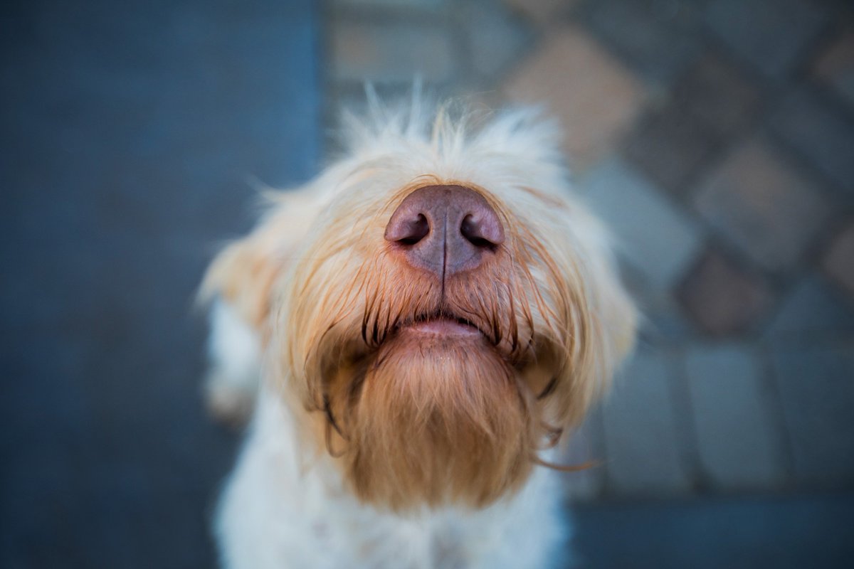 NewsMedical's tweet photo. Pawsitive test: Dogs sniff out COVID-19 with high accuracy, study shows https://t.co/XOLT0ESzE3 #COVID19 #Dogs #DogDetection #OlfactoryCapability #RealTimeTesting #DiseaseControl #ScentDetection @AnnalsOfEpi https://t.co/rut2FovSYF