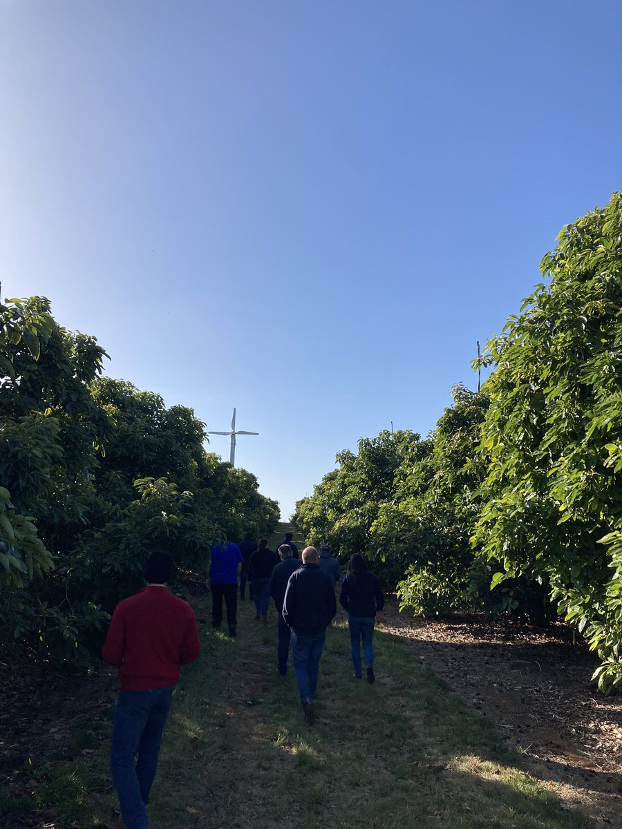 Great afternoon in the avo’s w/@StollerAu and some of their international colleagues. Always interesting to hear about the similarities and differences in growing systems from around the world. Thanks for the visit!