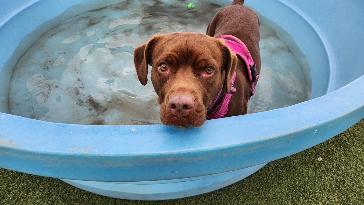 EdmontonHumane's tweet photo. #EHSadoptable Ivy loves everything about summer! Long adventurous walks, pool parties and backyard games – she’s in 🌞🐶
Learn more about Ivy on @GlobalEdmonton & find out how to enter your #EHSpet in our 2024 EHS Calendar contest from @DrTedPurcell --> https://t.co/KotfJRPJDt https://t.co/ooJxqIfmYJ