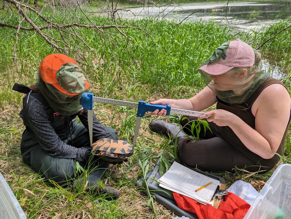 Second season of Blanding's Turtle research! Here two #SCSU #biology students are collecting data from a recaptured female 🐢

(Handled with appropriate permits)