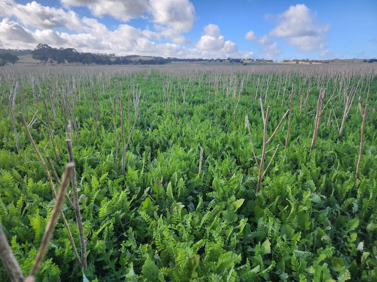 GuinnessTristan's tweet photo. It's interesting seeing soil types playing a part in overwatch affecting serredella. Some areas look fantastic. Others are looking a bit sad, but it is growing through it. https://t.co/vlKjINngGh