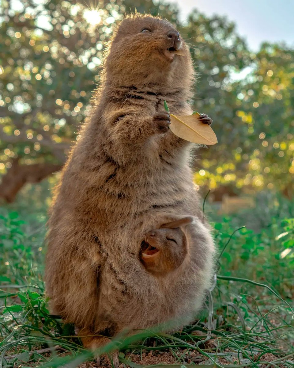 Quokka: El animal más feliz del mundo

Con su inconfundible sonrisa y un notable encanto hacia los seres humanos, está pequeña criatura ha conquistado el corazón de numerosos famosos y turistas de todo el mundo.