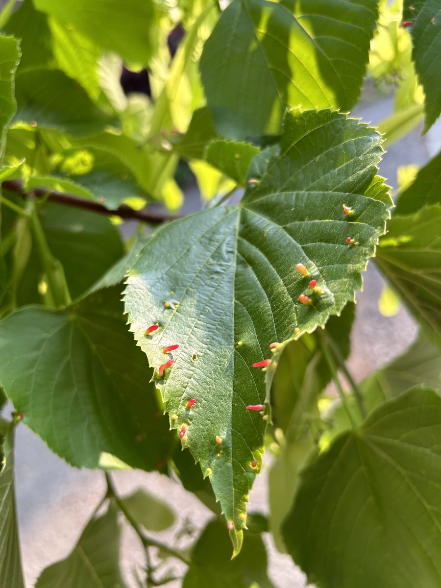 Look at these weird little red things on this leaf! I’d never seen them before but apparently they are made by red nail gall mites. The mites secrete chemicals to force the tree to form these galls for the mites to live in! There’s cool stuff everywhere if you look