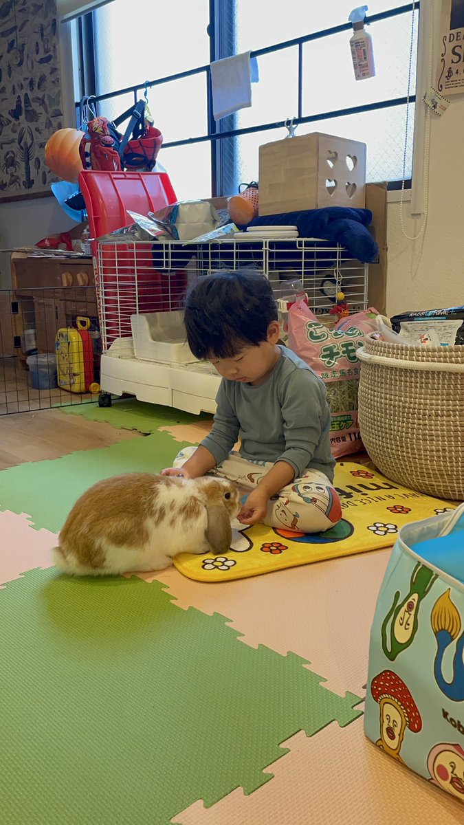 rie11372013's tweet photo. ロップイヤーの
さすけ(ブルートート
なると(ブロークンオレンジ

が1月から家族の仲間入りしました🐰
#ロップイヤー
#ホーランドロップ
#🐰 https://t.co/ARLhtBiN8Z