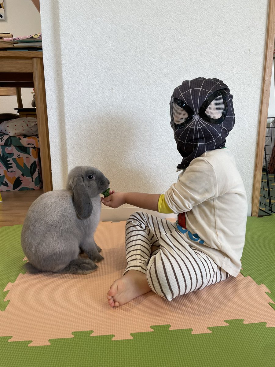 rie11372013's tweet photo. ロップイヤーの
さすけ(ブルートート
なると(ブロークンオレンジ

が1月から家族の仲間入りしました🐰
#ロップイヤー
#ホーランドロップ
#🐰 https://t.co/ARLhtBiN8Z