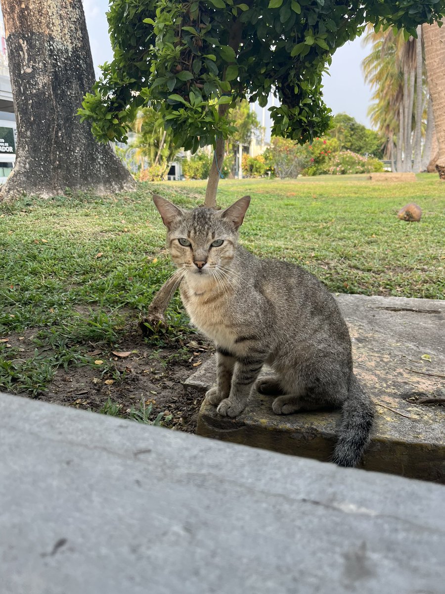 BARBBUHH's tweet photo. I spent my first day in El Salvador for the first time ever and my camera roll consists of random stray animals I’ve seen https://t.co/p9xqj8CXFe