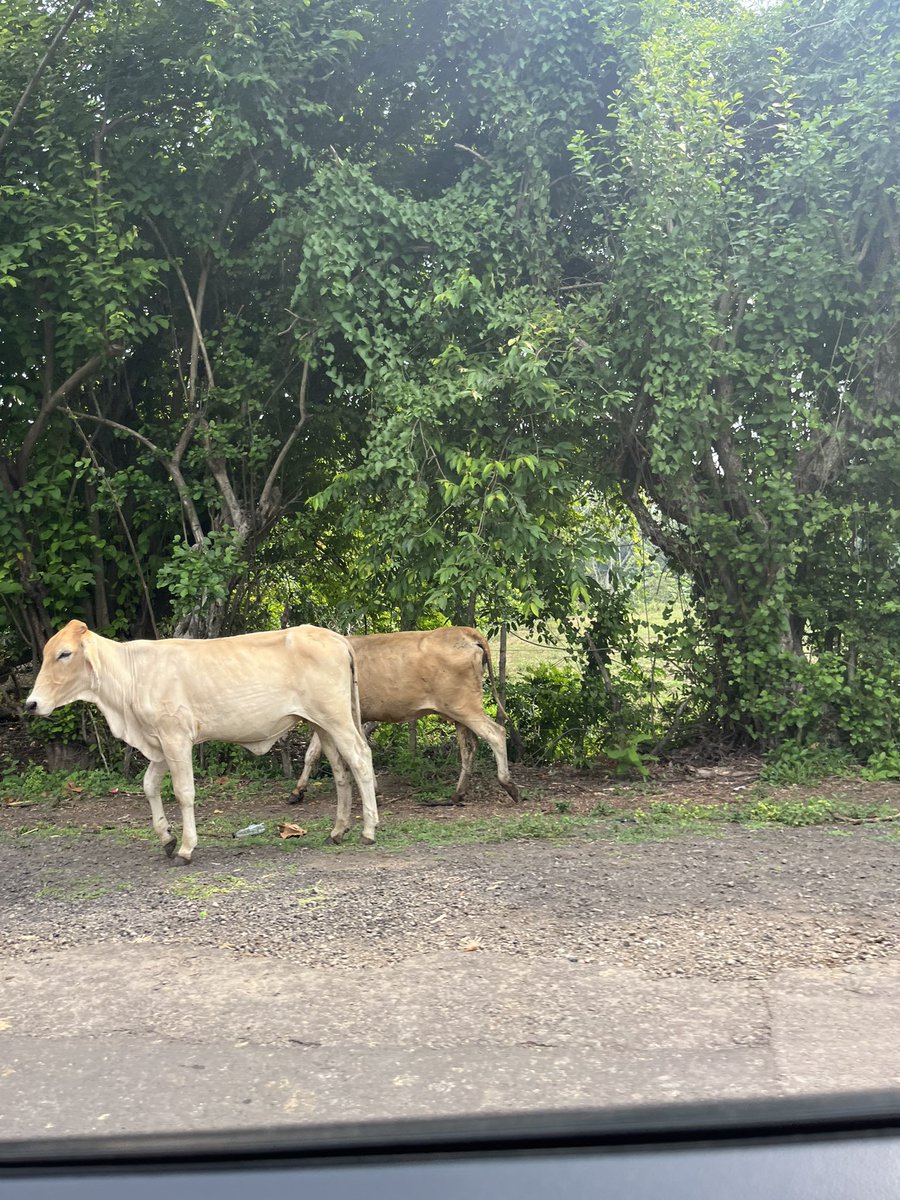 BARBBUHH's tweet photo. I spent my first day in El Salvador for the first time ever and my camera roll consists of random stray animals I’ve seen https://t.co/p9xqj8CXFe