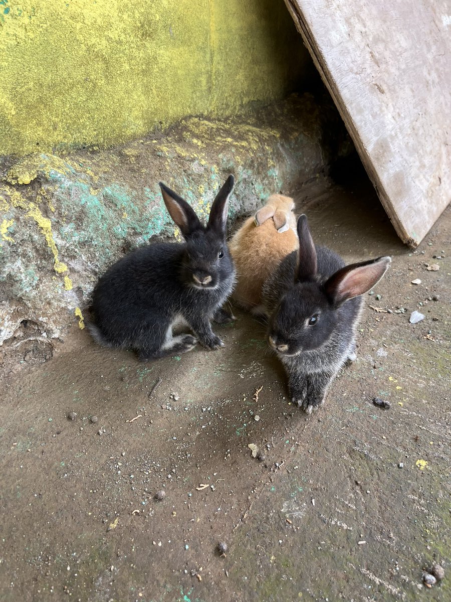BARBBUHH's tweet photo. I spent my first day in El Salvador for the first time ever and my camera roll consists of random stray animals I’ve seen https://t.co/p9xqj8CXFe