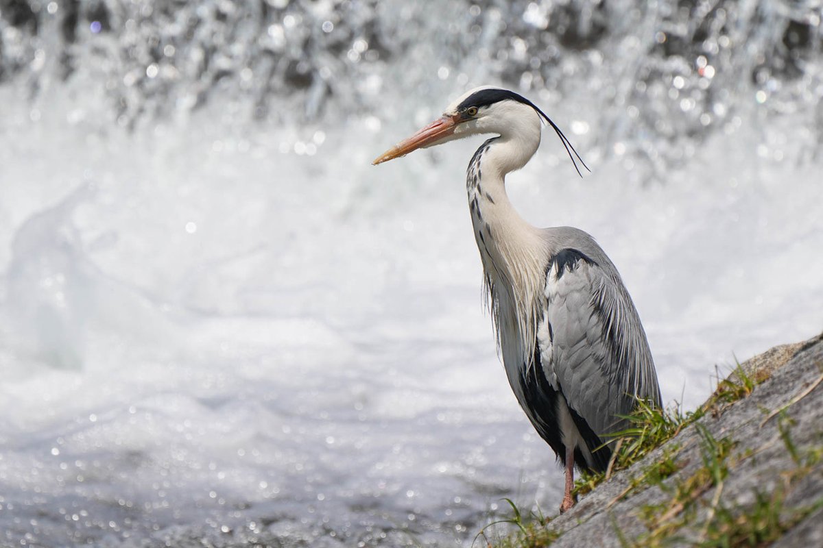 今回のモデルはこちら、鴨川のかっこいいアオサギです（家族撮影📷） https://t.co/fowvXgTKiN