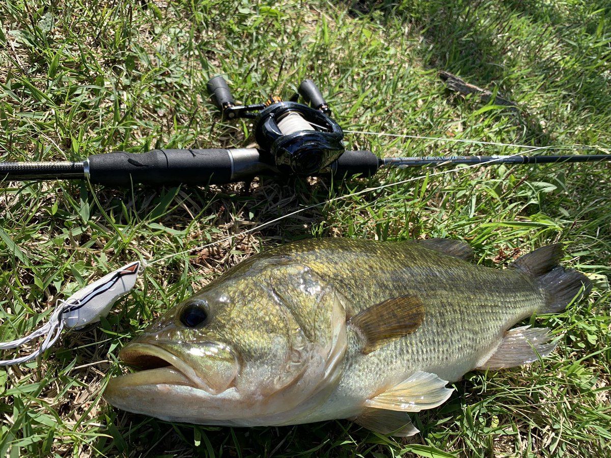 haluminatoBBF's tweet photo. 2023年ファーストフロッグ！
お先に失礼いたします🐸
45cm 1.2キロ
#フロッグ
#野池
#秋田
#テムジン
#スタリオン
#イマカツ
#ブータフロッグ https://t.co/RqvNb08t2I