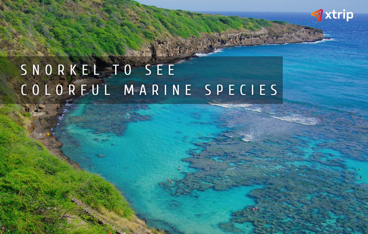 ⛱ Snorkel to see colorful marine species Hanauma Bay is most-loved snorkeling spot in #Hawaii.  Come and enjoy the over 450 species of tropical fish and colorful reefs of this amazing marine conservation area.
#xtrip #traveltips