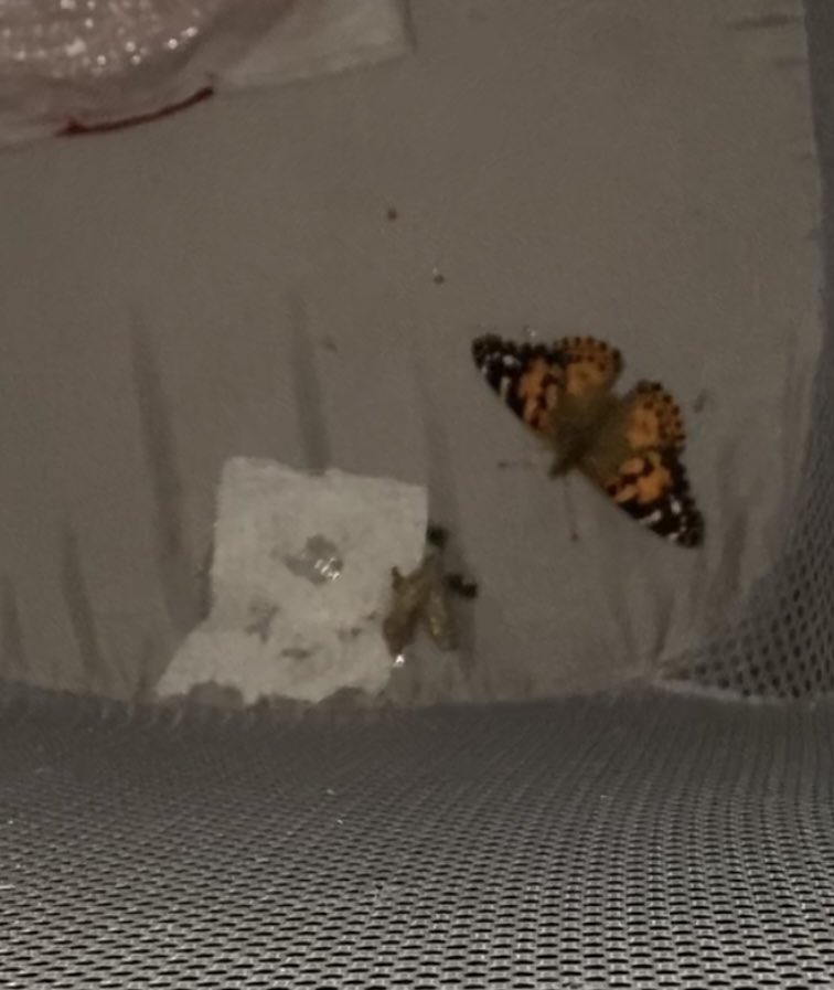 The Painted Ladies are hatching. 🦋