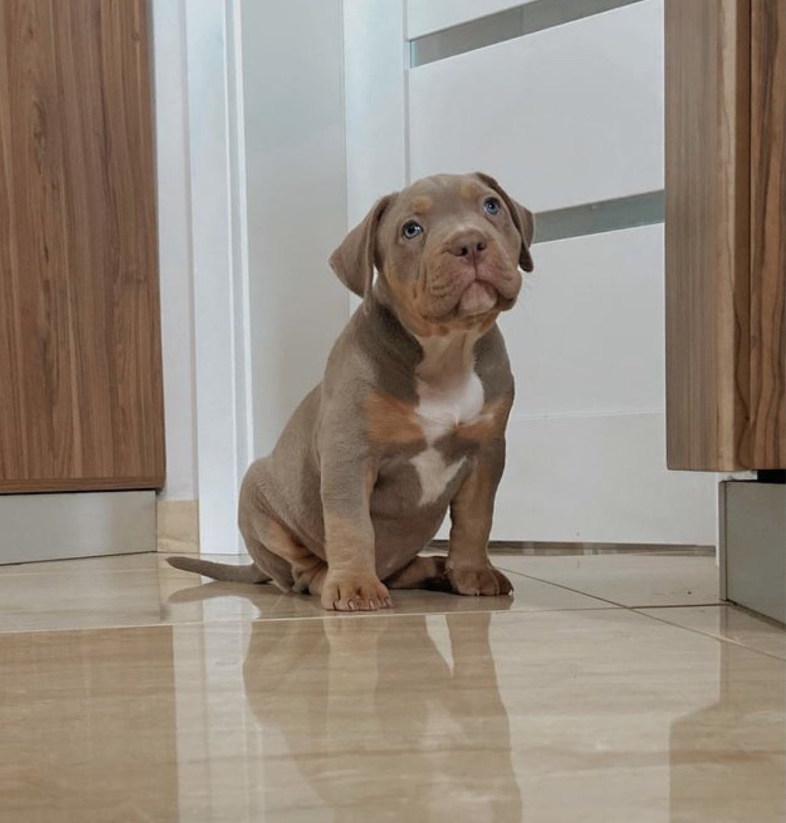 PuppyFindEurope's tweet photo. 🐾🔥 American Bully XXL Puppies: Size, Love, and Brilliance! 💪❤️🎓 Discover the wonders of these majestic companions! #AmericanBullyXXL #GentleGiants #IntelligentCompanions 🐶🔥❤️🐾 https://t.co/7fVVZ04Ht5