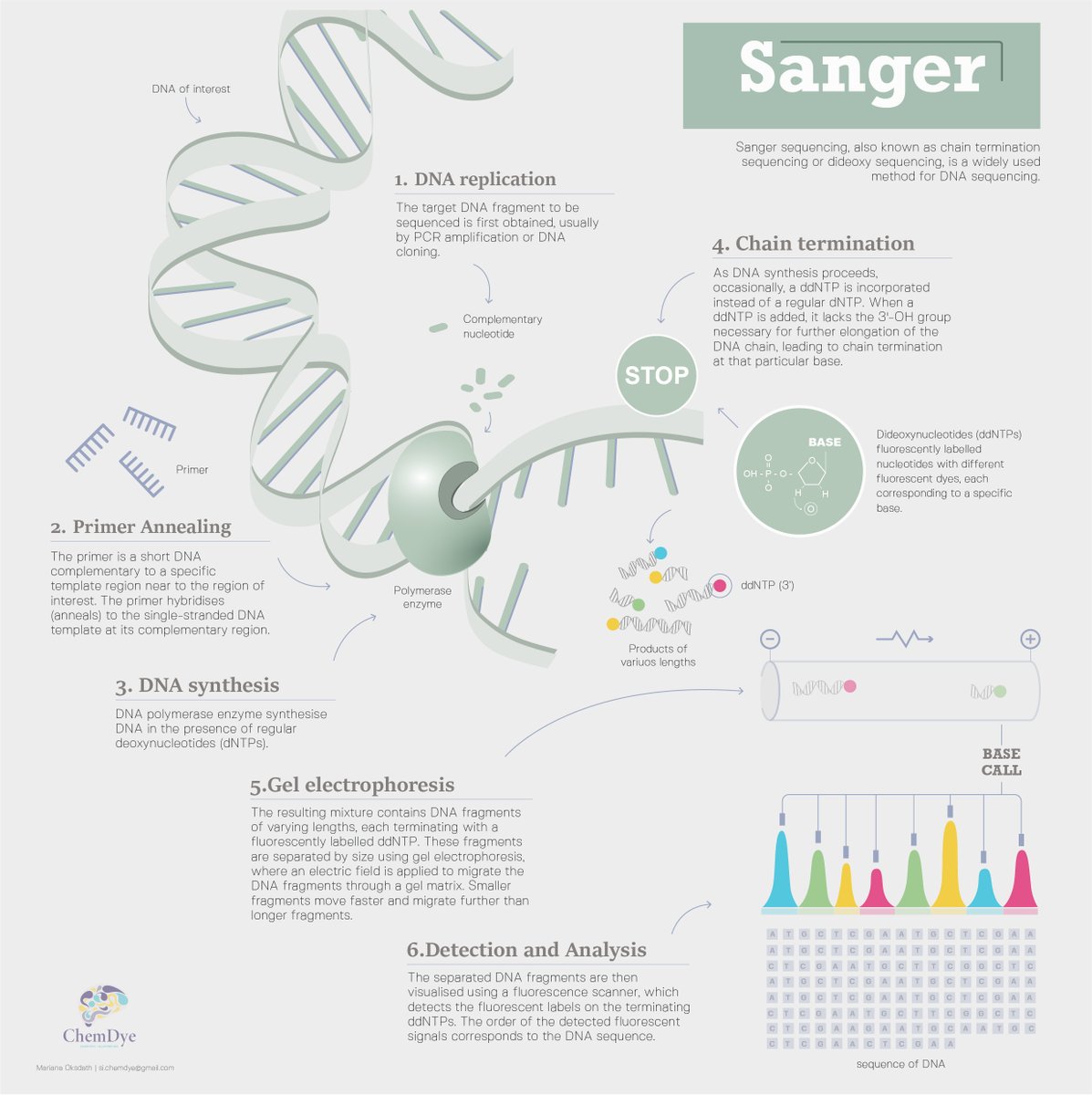 🔬 Today, an old friend: Sanger sequencing! 🧬