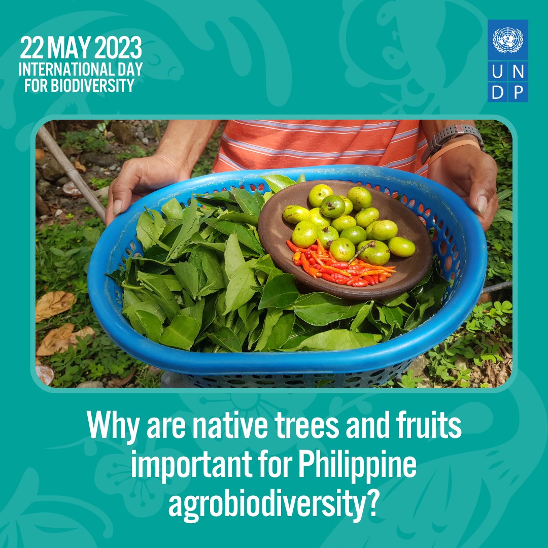 UNDPPH's tweet photo. 🌱🌿#IDBDFeature: The Philippines is host to a wide variety of native trees and fruits that have untapped nutritional and economic potential. Why are they important for Philippine agrobiodiversity?
READ: https://t.co/JVnJLsWc3s https://t.co/NJfByD6UZz